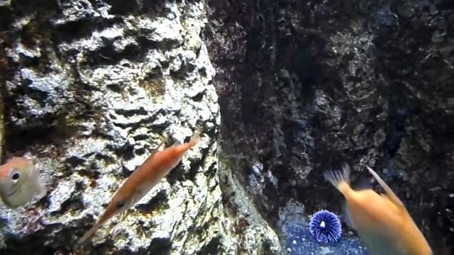 Обыкновенный морской бекас смотреть онлайн