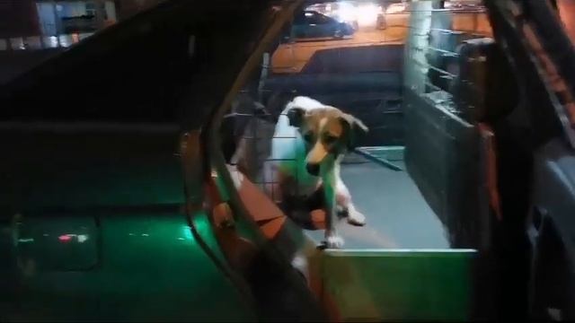 Стерилизация уличной собачки смотреть онлайн