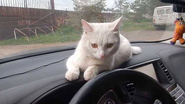 Можно ли кота приучить ездить в автомобиле? смотреть онлайн