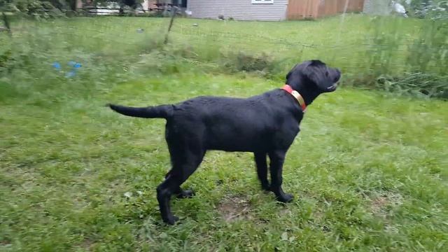 Pointing lab pup ( Lexus 15 wks ) смотреть онлайн