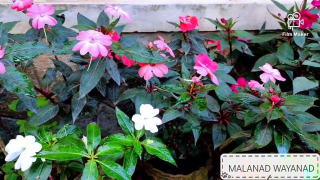 Garden Care Tips | How To Grow Indoor Plants | Rose Plant Care | Best Potting Mix смотреть онлайн