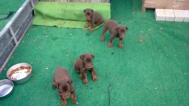 Doberman puppies 8 weeks old. 2 females, 2 males. смотреть онлайн
