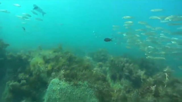 Подводная охота. Чёрное море. смотреть онлайн