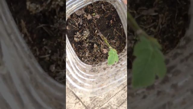 Инжир выращивание... смотреть онлайн