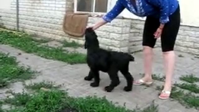 Black Russian Terrier puppies for sale! / Продаются щенки черного терьера! смотреть онлайн