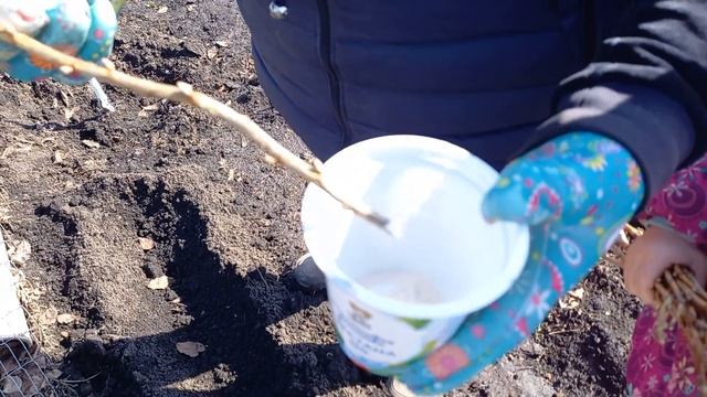 РАЗМНОЖЕНИЕ ЧЁРНОЙ СМОРОДИНЫ ЧЕРЕНКАМИ ВЕСНОЙ смотреть онлайн