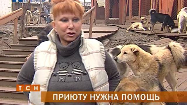 Благотворительный приют для животных просит у пермяков помощи смотреть онлайн