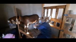 Станок для дойки коз. Все размеры!