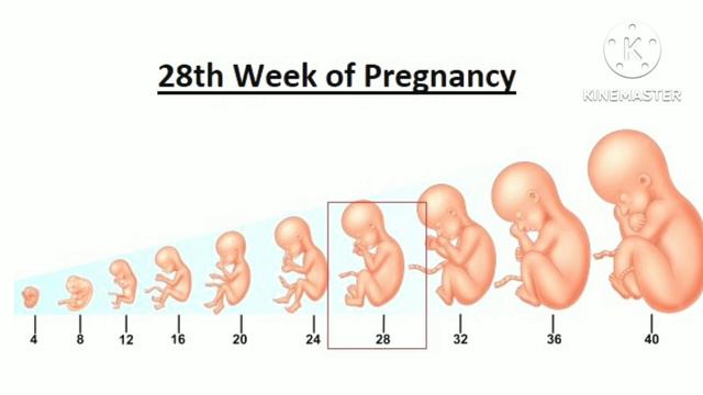 Pregnancy Week By Week Malayalam | 28 Weeks Pregnant Malayalam смотреть онлайн