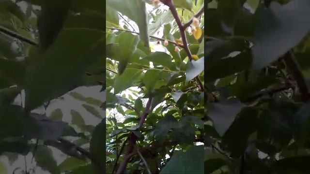 Цветочки колокольчики.цветение черной мелкой хурмы.первый год смотреть онлайн