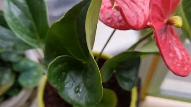 Приглашаю на чашку чая на мой балкон смотреть онлайн