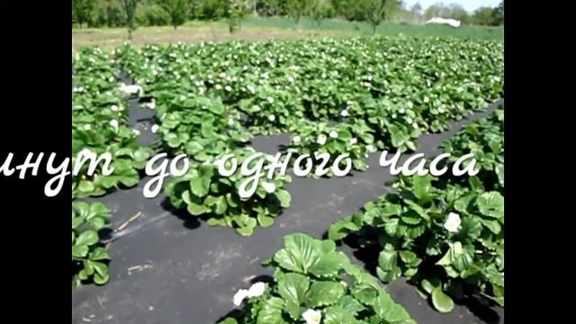 ?Выращивание клубники из семян смотреть онлайн