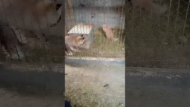 334. Дикая лиса Маркиза и котик Амур, вялая игра в пятнашки. смотреть онлайн