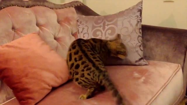 Самые красивые кошки в мире! ТОП 10 красивых животных! Top 10 Beautiful Animals! смотреть онлайн