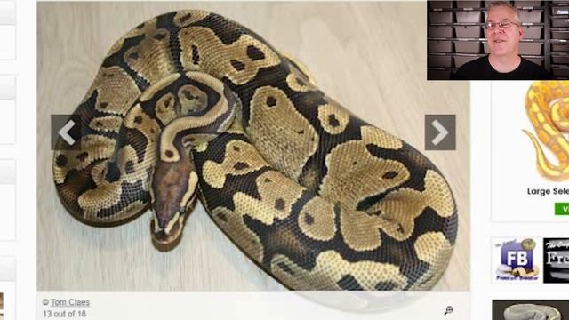 The potential of the 'Cypress' ball python morph! смотреть онлайн