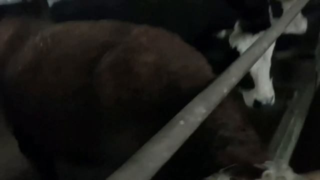 ОБЗОР БЫКОВ И ОВЕЦ смотреть онлайн