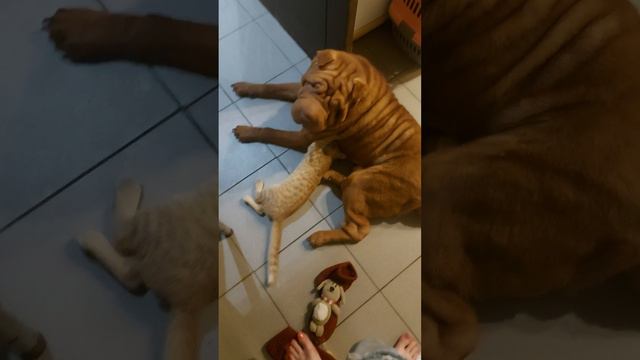 Шарпей Гена кормит кошку смотреть онлайн
