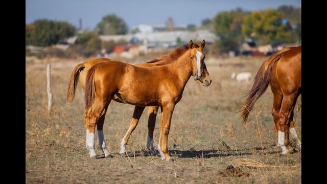 Донская кобыла Бенга День рождения 1 год смотреть онлайн