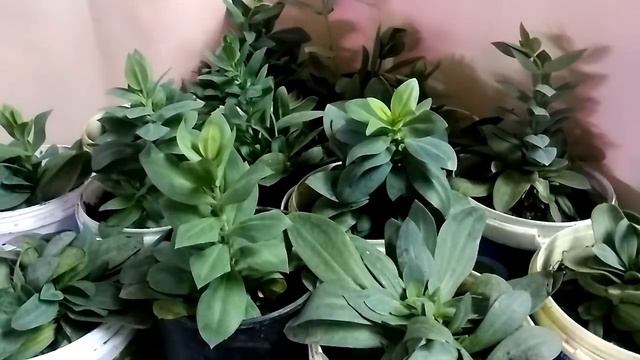 Эустома УСПЕШНЫЙ ОПЫТ /// и обзор РАСТИШЕК 30 дней с момента всходов смотреть онлайн