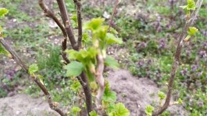 Делайте это со смородиной весной апреле.Чем подкормить смородину  после зимы. Подкормка смородины.