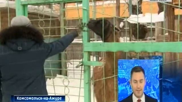 Елки питомцам комсомольского зооцентра смотреть онлайн