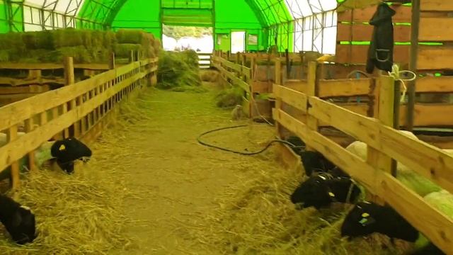 Окот Дорперов, баранчики Дорпер вес 5300. Баран производитель с эфиопскими и швецкими генами... смотреть онлайн