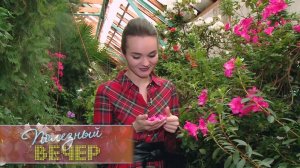 Как ухаживать за азалией дома