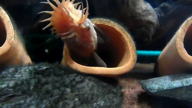 Ancistrus sp." Super Red" - нерест. смотреть онлайн