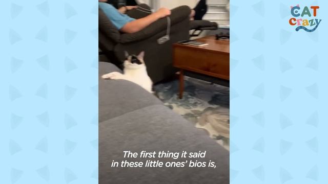 These Wobbly Cat Siblings Are Obsessed With Their Guinea Pig Sisters | The Dodo Cat Crazy смотреть онлайн