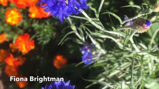 Subscriber Sunday : September 2020 Garden Video Montage смотреть онлайн