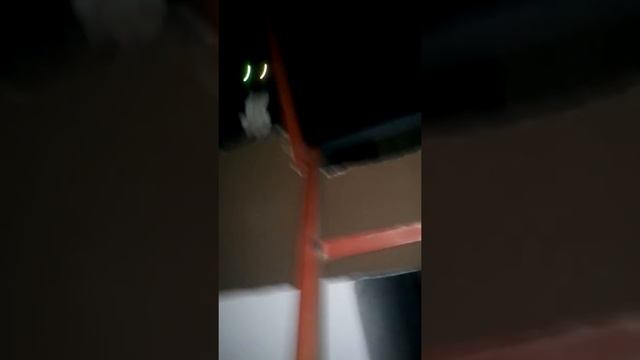 SAF-kAn pitbul saldırısı 2016 çocuğun kolu koptu смотреть онлайн