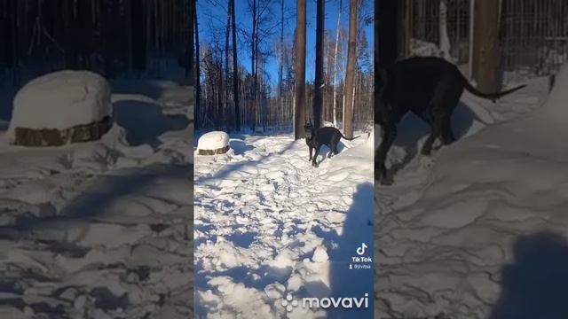 Презентация немецких догов смотреть онлайн
