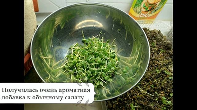 Микрозелень на подоконнике смотреть онлайн