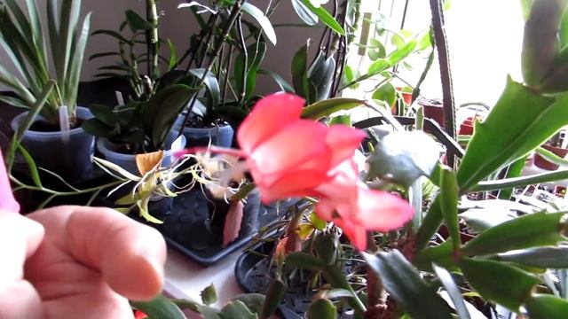 My Lepismium miyagawae Epiphytic Cactus in beautiful orange bloom смотреть онлайн
