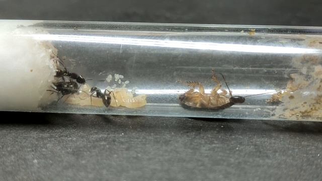 Обзор муравьёв Formica fusca. смотреть онлайн