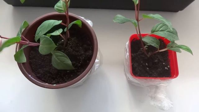 ФУКСИЯ ПОСЛЕ ЧЕРЕНКОВАНИЯ смотреть онлайн