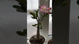 Адениум выращивание из семян и уход ￼