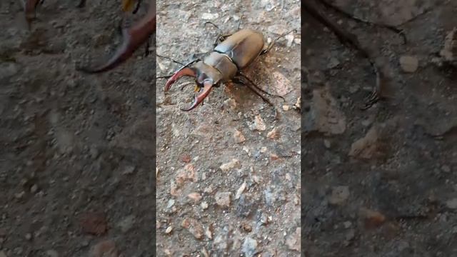 Жук олень дома смотреть онлайн