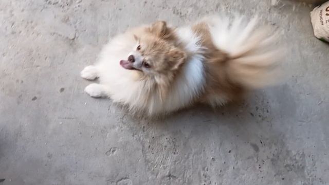 Наш Греюшка, мальчик шпица- цветное разведение, шикарная шубка и мордашка. смотреть онлайн