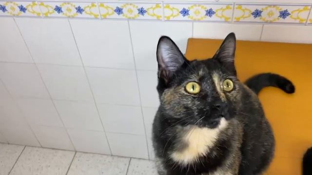 AMONG US en la vida real con ruleta y gatos Luna y Estrella CAP 2 Impostor zombi / Videos de gatito смотреть онлайн