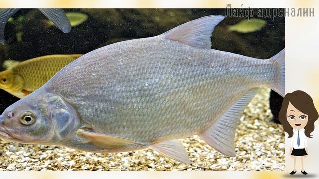 Где искать крупного леща на реке? Где ловить леща на реке? Где стоит лещ на реке? смотреть онлайн