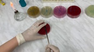 посев на питательные среды