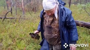 Вот это черничник так черничник!  Собираем чернику по взрослому!