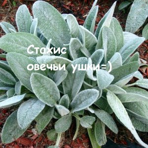 Стахис шерстистый марвэл (овечьи ушки) выращивание из семян, от посева до всходов.