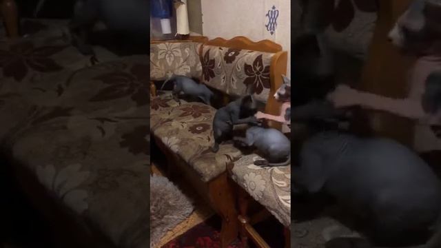 Продаётся четыре милых котенка породой сфинкс,две девочки и два мальчика ,все подробности на Авито смотреть онлайн