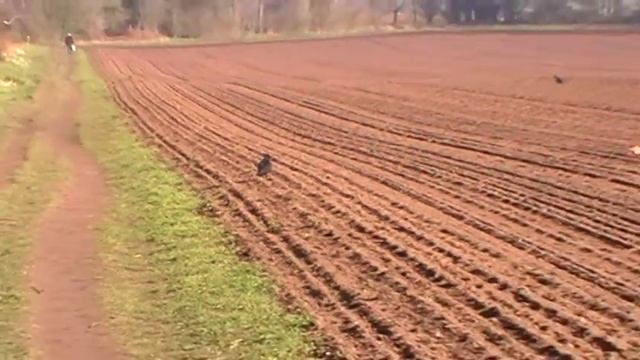 Carrion Or Hooded Crows Or Corvus Corone British Birds UK
