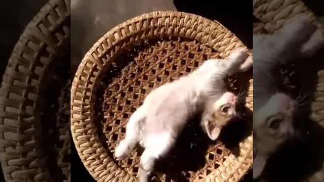 Playful Little fury смотреть онлайн