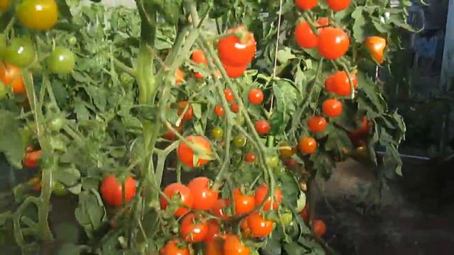 Вопросы и откровения