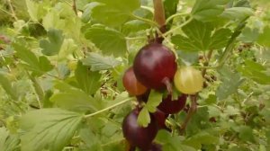 Крыжовник Консул! Мои любимые сорта крыжовника. Видео обзор крыжовника из моего огорода.