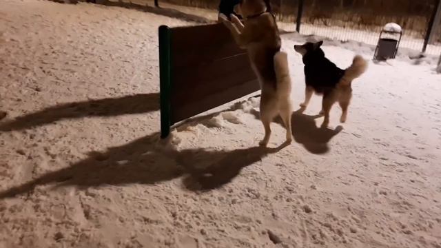 Прогулка ФанФана с Риной и Шоном